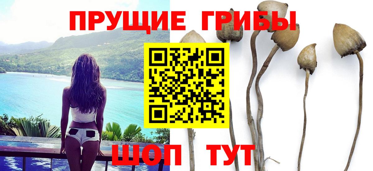 Чебоксары  Псилоцибиновые грибы Cubensis  сколько стоит  Вход с VPN  Галлюциногенные грибы мухоморы 